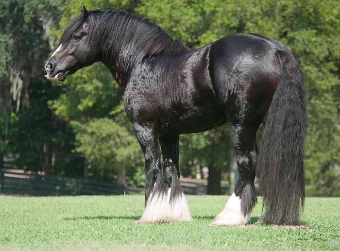 traditional gypsy cob Stallions at stud